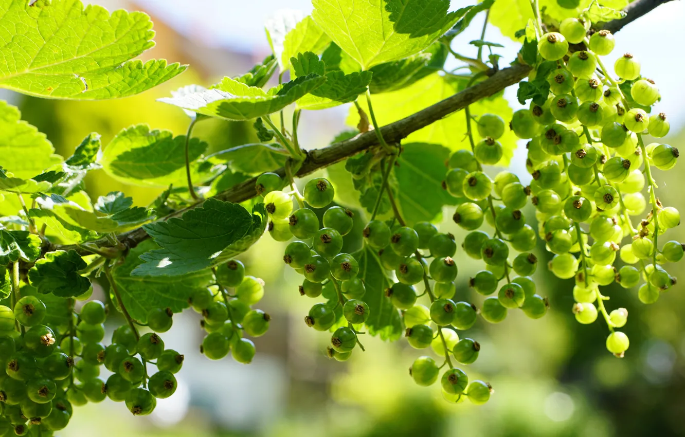 Photo wallpaper greens, leaves, branches, green, berries, currants