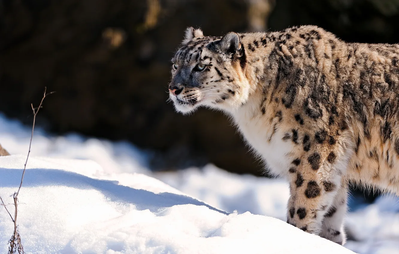 Photo wallpaper face, snow, predator, IRBIS, snow leopard, snow leopard, is, looks