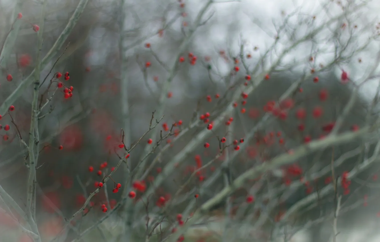 Photo wallpaper branches, nature, berries
