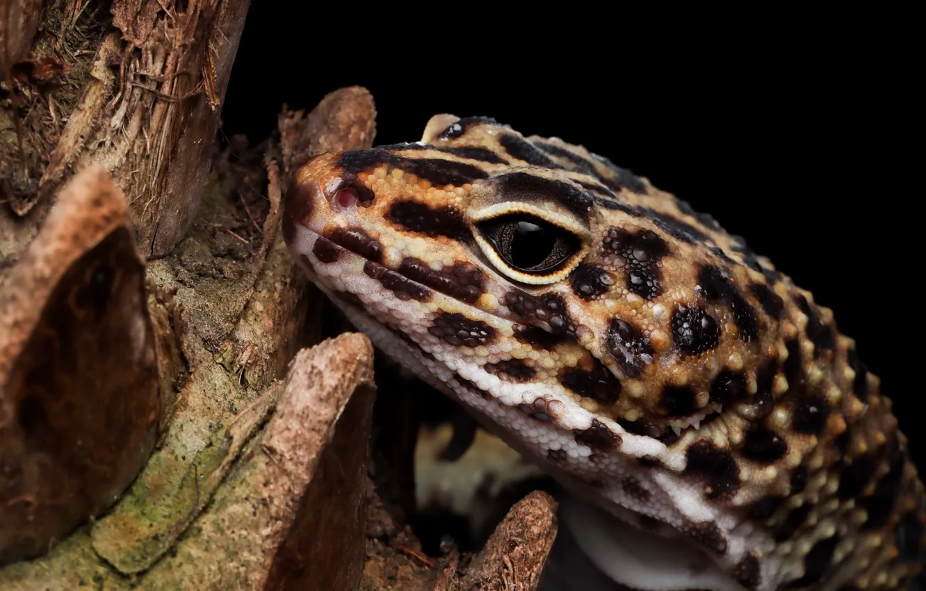 Photo wallpaper look, portrait, lizard, black background, Gecko, leopard