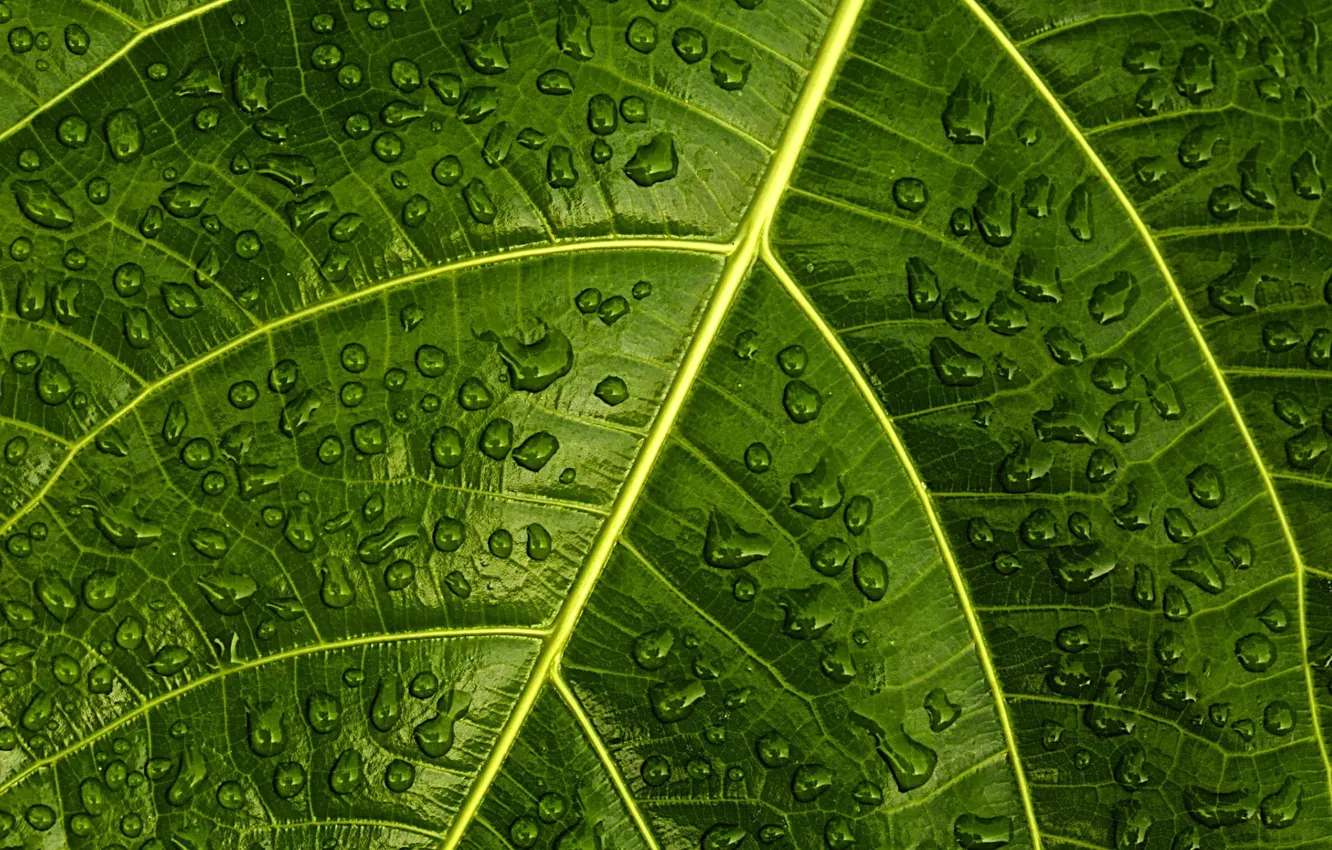 Photo wallpaper green, pattern, leaf, plant