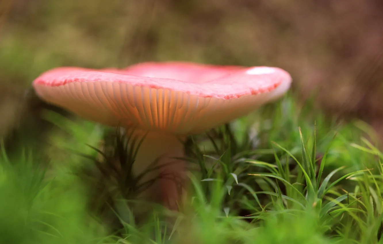 Photo wallpaper forest, grass, nature, mushrooms, growth