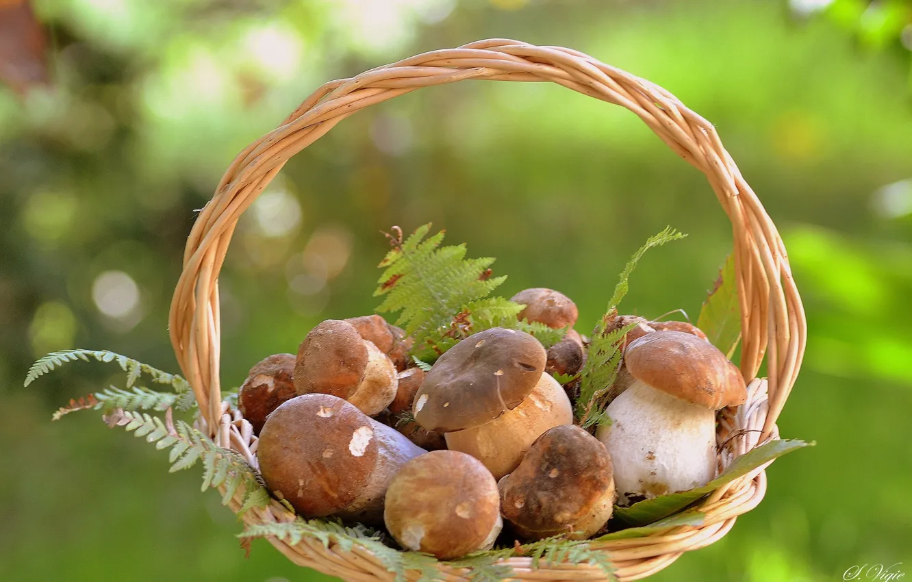 Photo wallpaper mushrooms, basket, mushrooms, white mushrooms