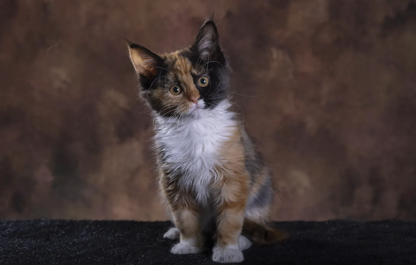 Wallpaper cat, look, kitty, background, face, sitting, spotted, Maine