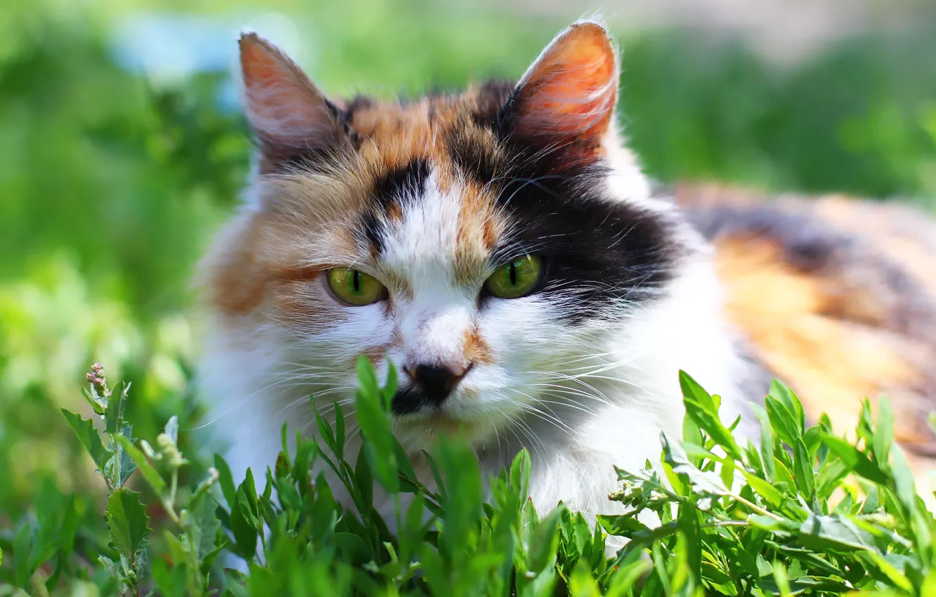 Photo wallpaper cat, background, weed