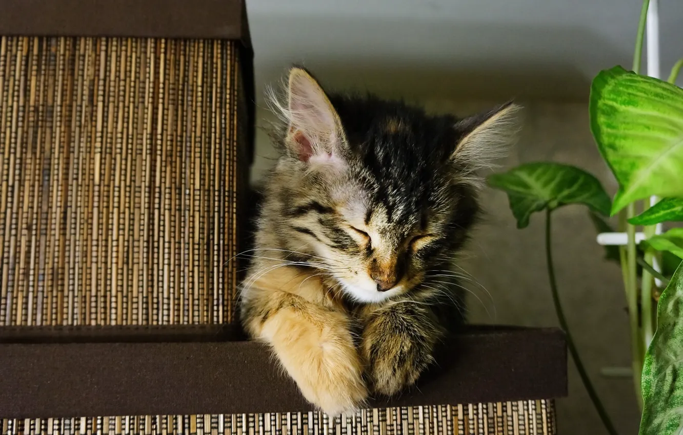 Photo wallpaper cat, cute, fell asleep