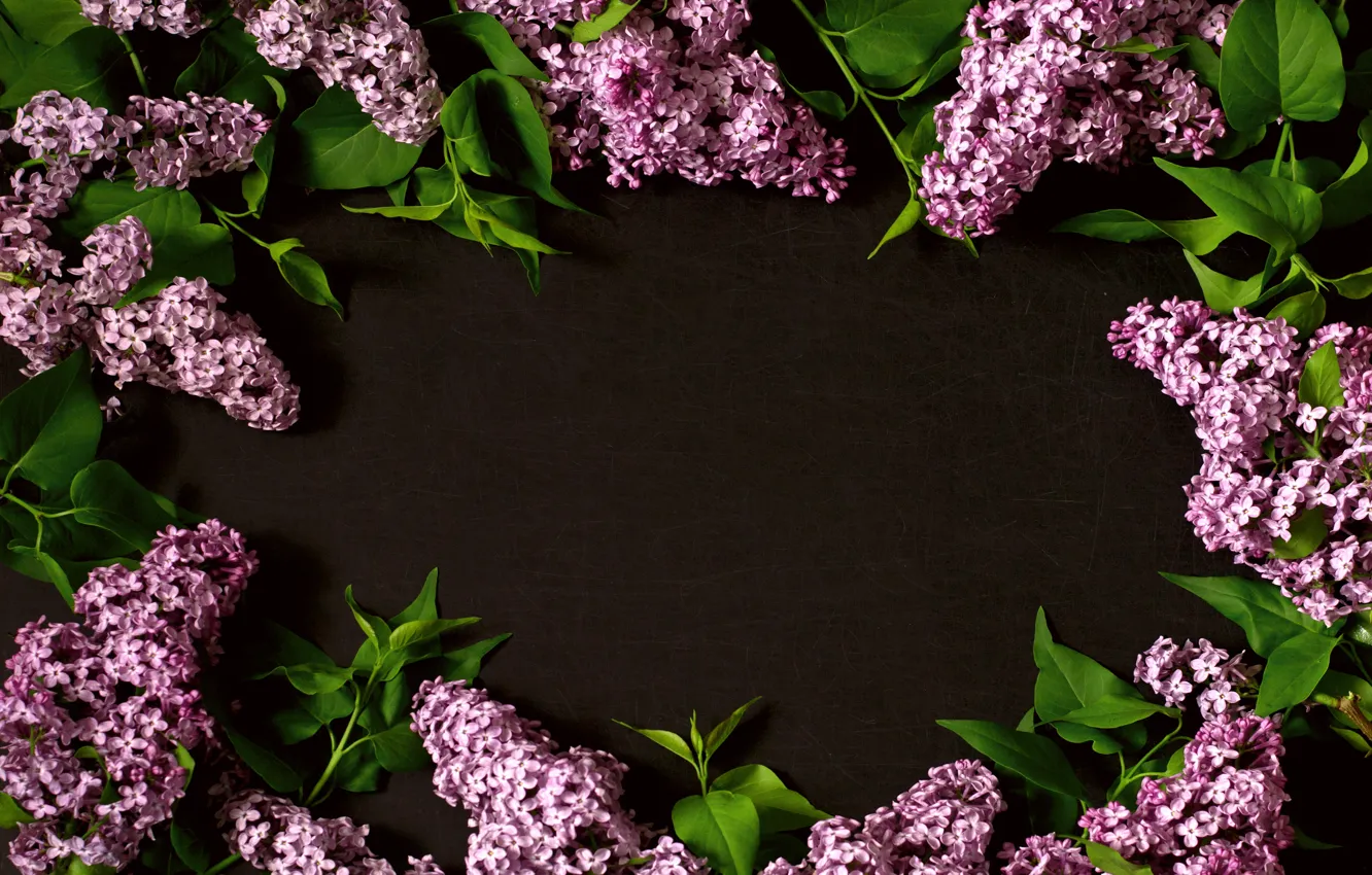 Photo wallpaper flowers, branches, flowers, lilac, lilac, frame