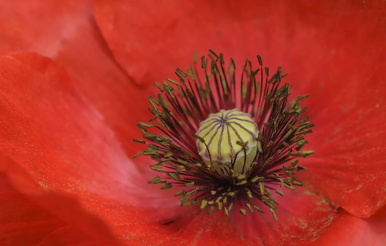 Wallpaper flower, Mac, petals for mobile and desktop, section цветы