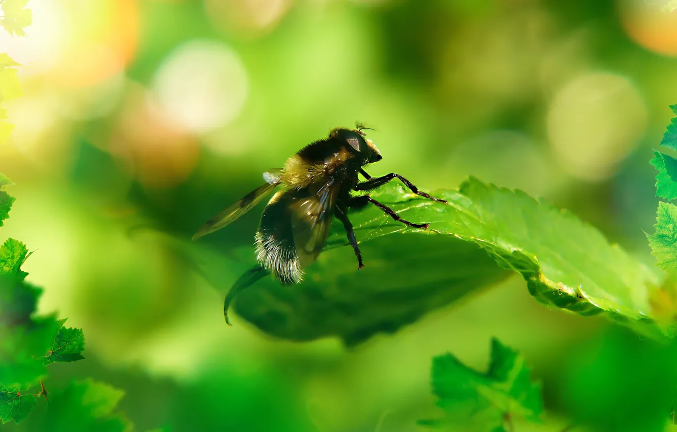 Photo wallpaper macro, bee, insect