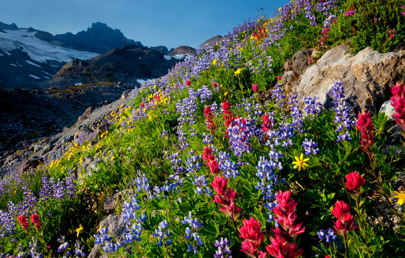 Photo wallpaper the sky, flowers, mountains, slope, meadow