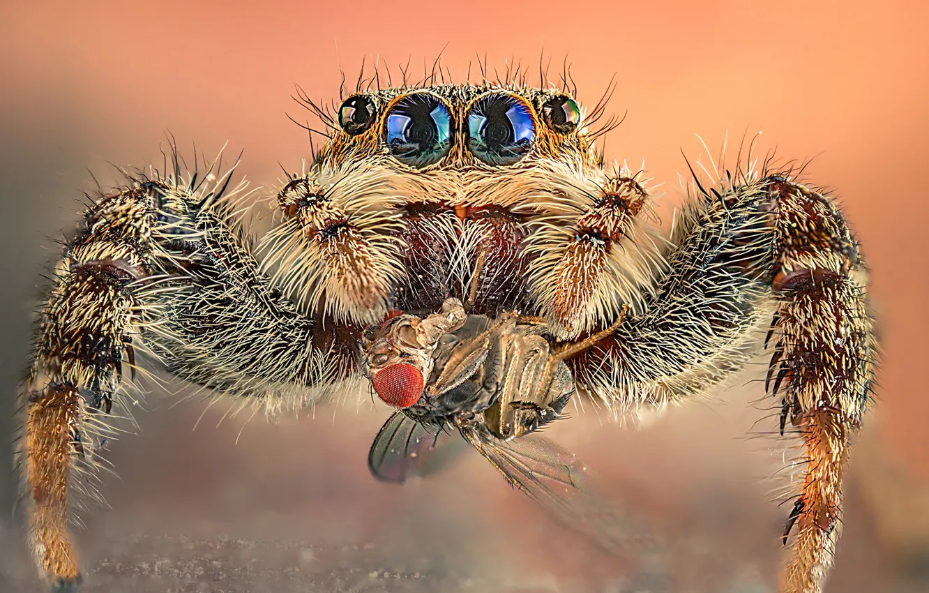 Photo wallpaper macro, fly, eyes, mining, jumper, Farouk