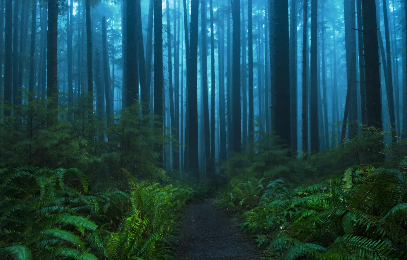Photo wallpaper forest, trees, nature, fog, twilight, fern, path