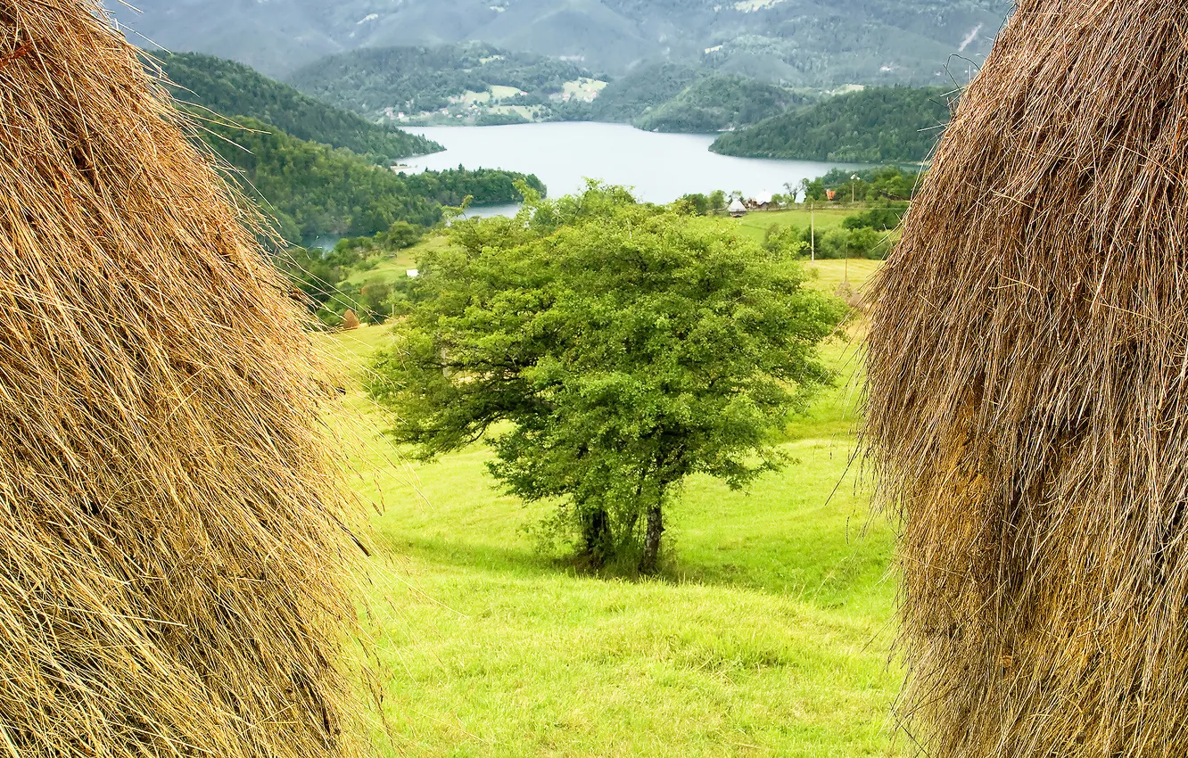 Photo wallpaper field, forest, trees, nature, lake, shore, dal, stack