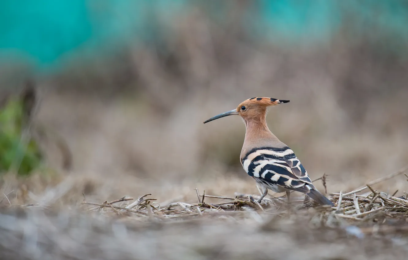 Photo wallpaper background, bird, beak, hoopoe, crest