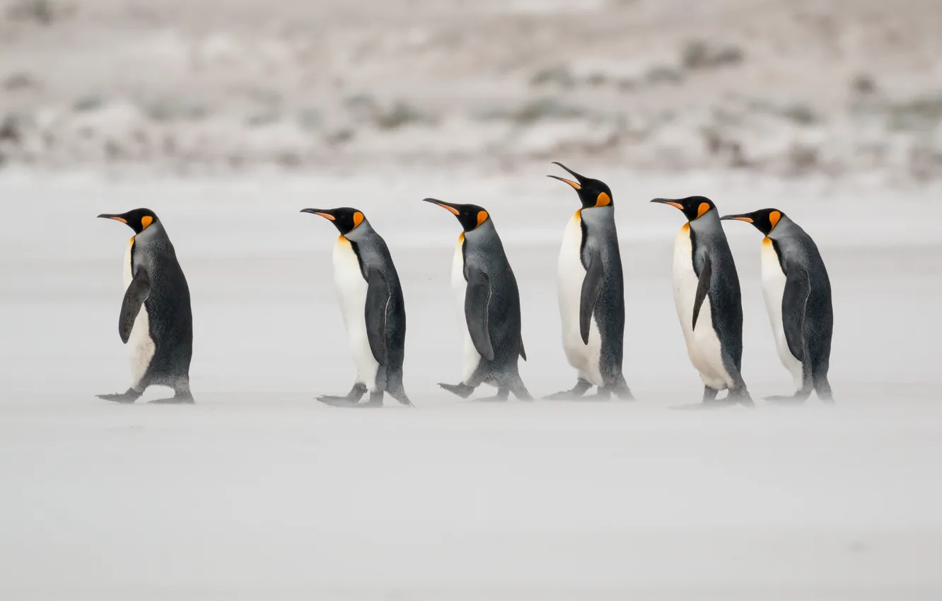 Photo wallpaper bird, shore, penguins, rank, steps