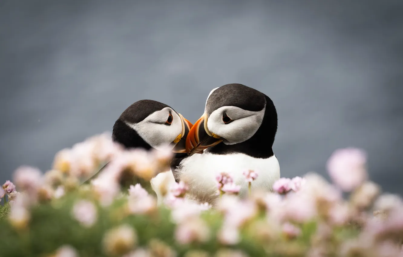 Photo wallpaper flowers, bird, kiss, stalled, a couple