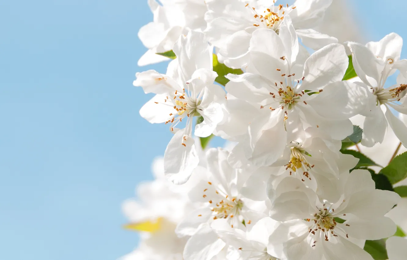 Photo wallpaper the sky, macro, spring, petals, garden