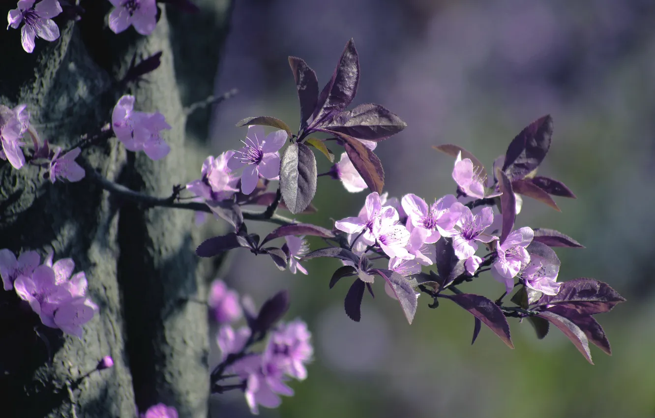 Photo wallpaper macro, trees, flowers, branches, nature, flowering, drain