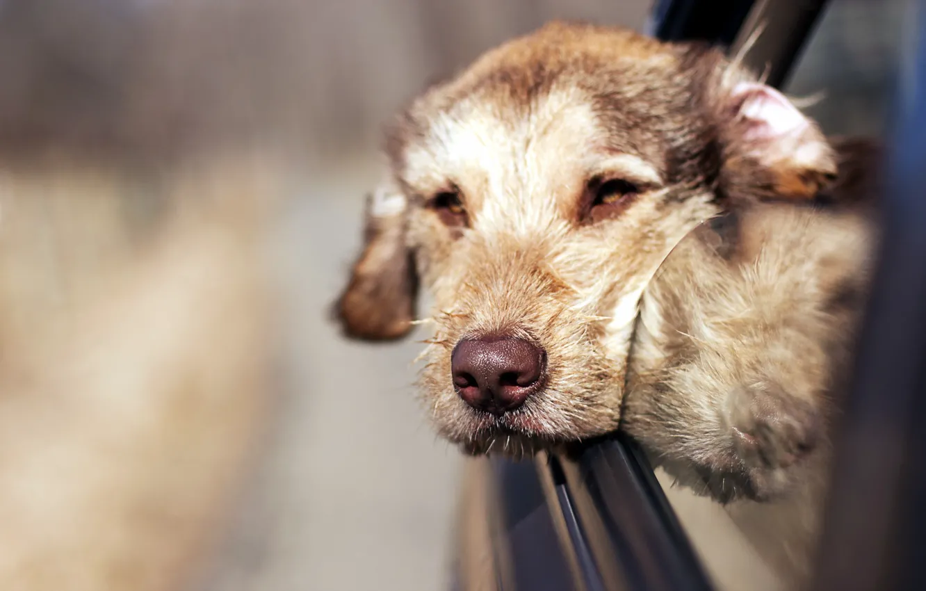 Photo wallpaper machine, look, each, dog