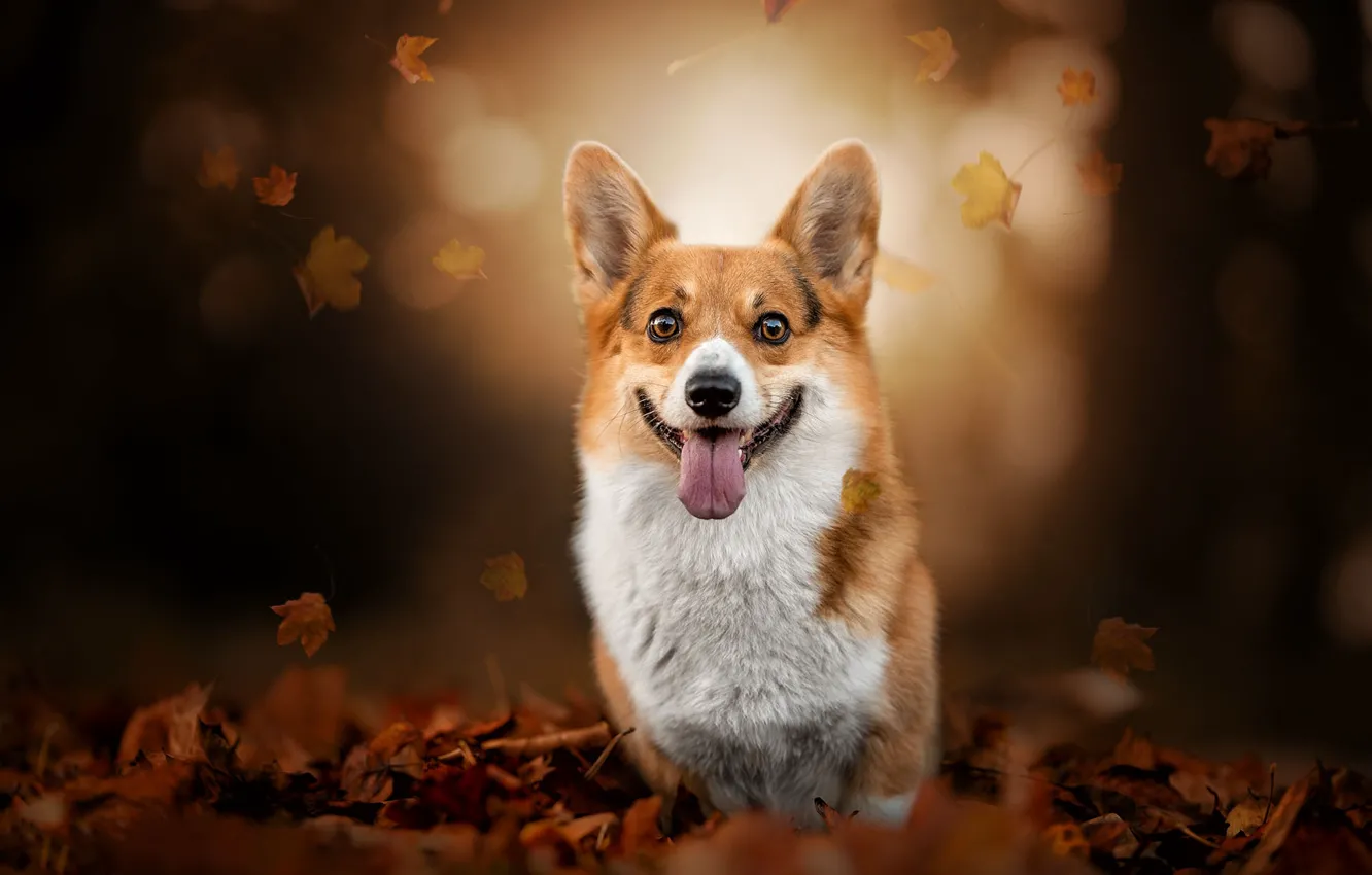 Photo wallpaper autumn, language, look, nature, pose, Park, foliage, portrait