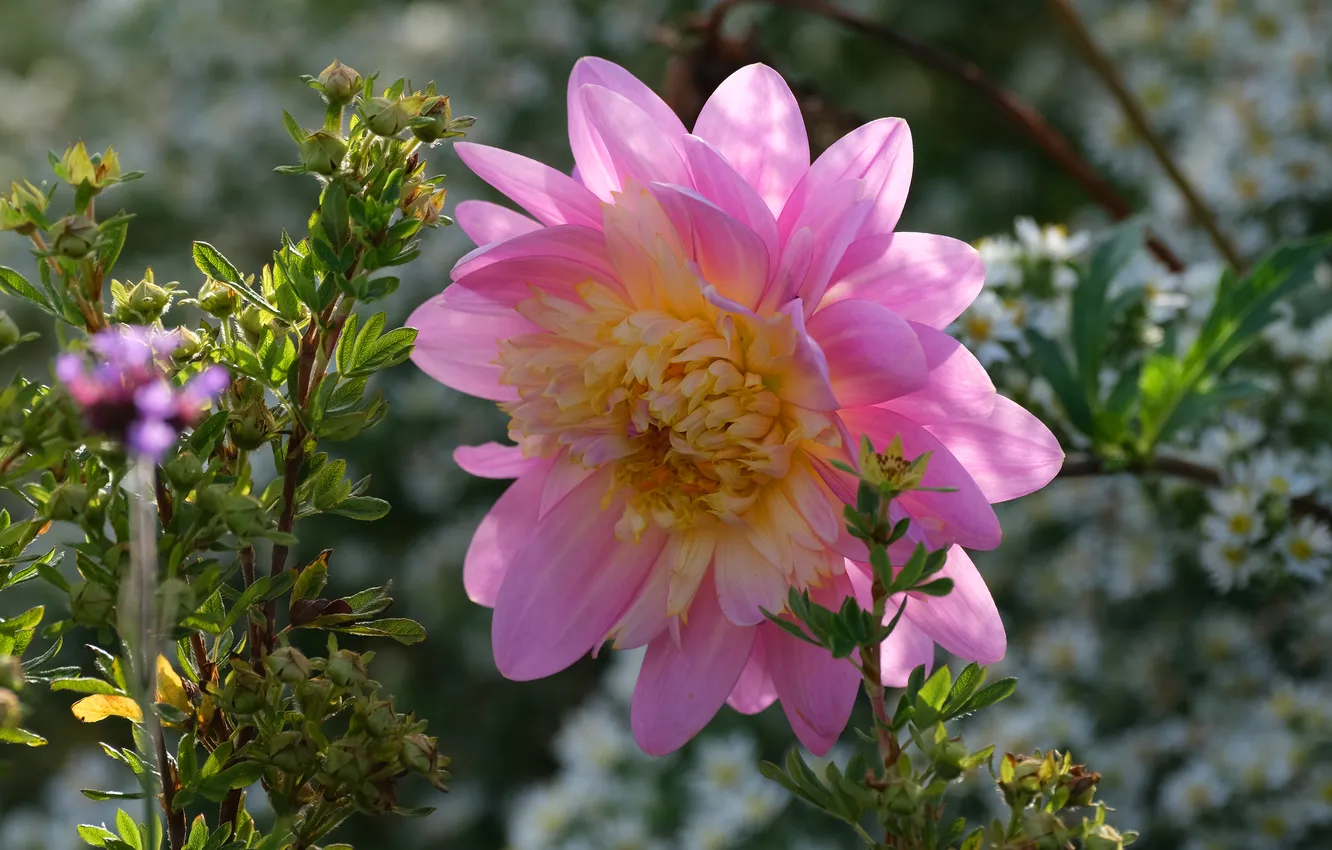 Photo wallpaper light, flowers, garden, pink, dahlias