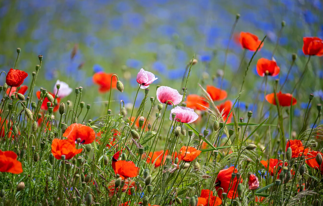 Photo wallpaper flowers, Maki, different