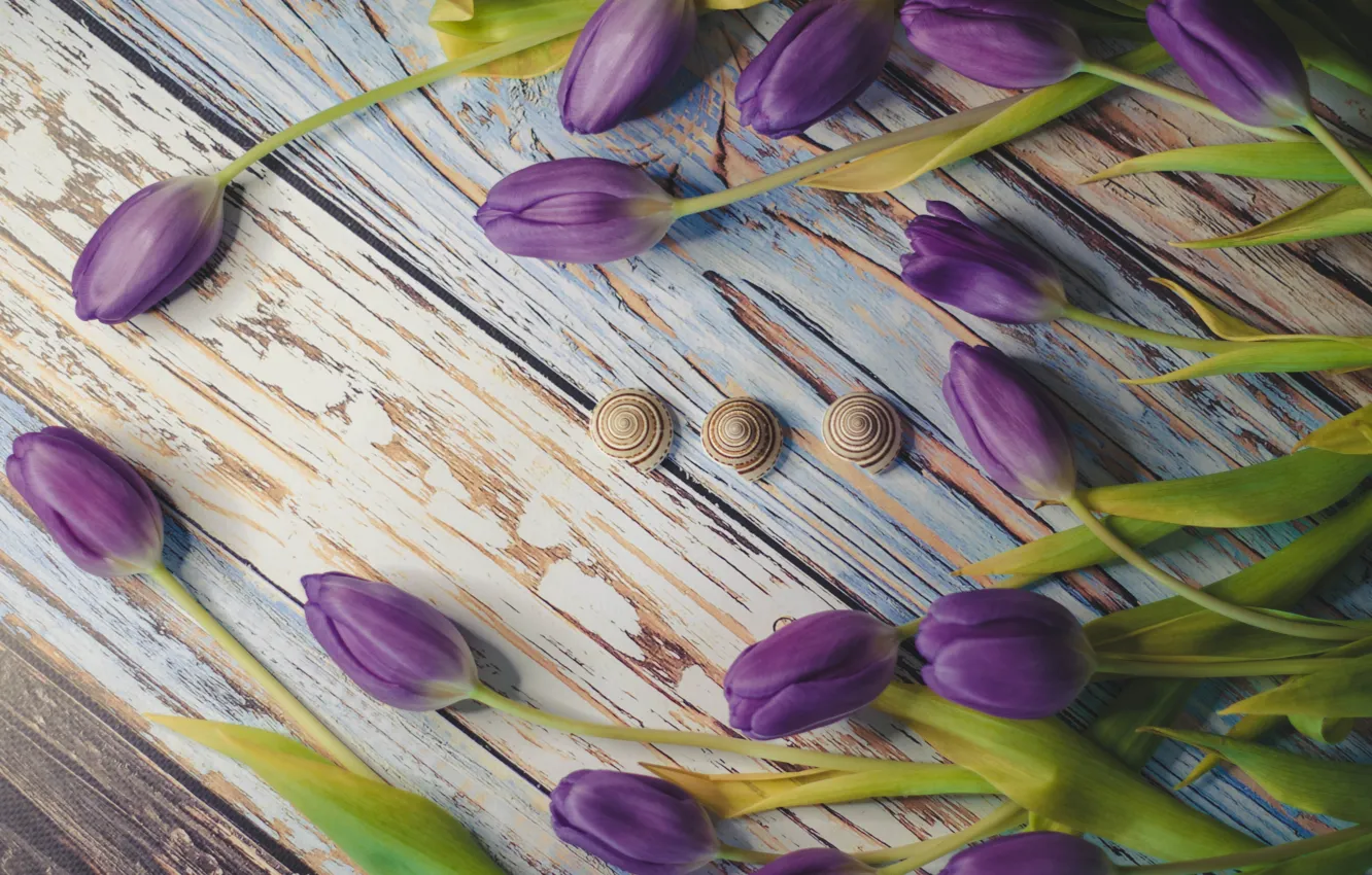 Photo wallpaper purple, flowers, Board, snail, bouquet, spring, tulips, shell