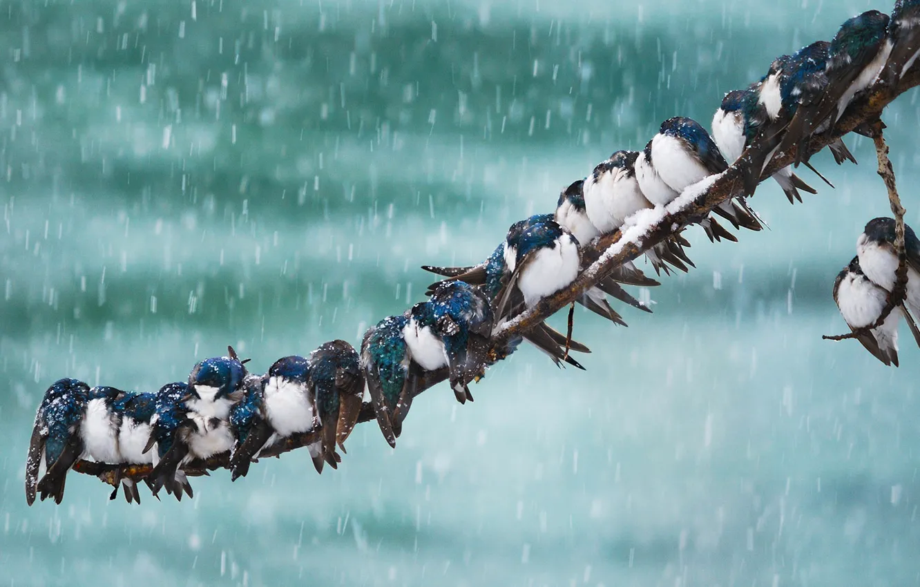 Photo wallpaper snow, birds, Alaska, USA, Blizzard, swallow, Yukon, Whitehorse