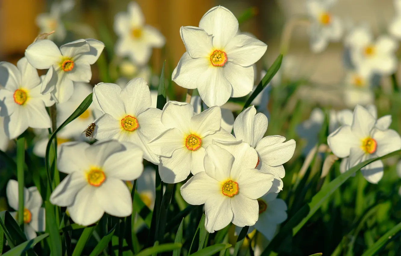 Photo wallpaper macro, light, bee, spring, daffodils