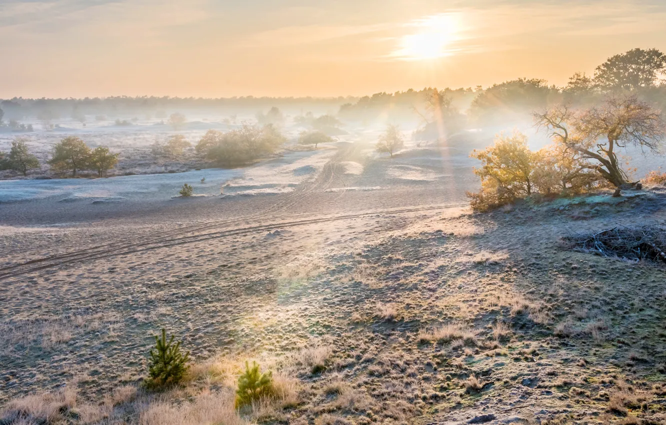 Photo wallpaper winter, road, field, forest, the sky, grass, the sun, rays