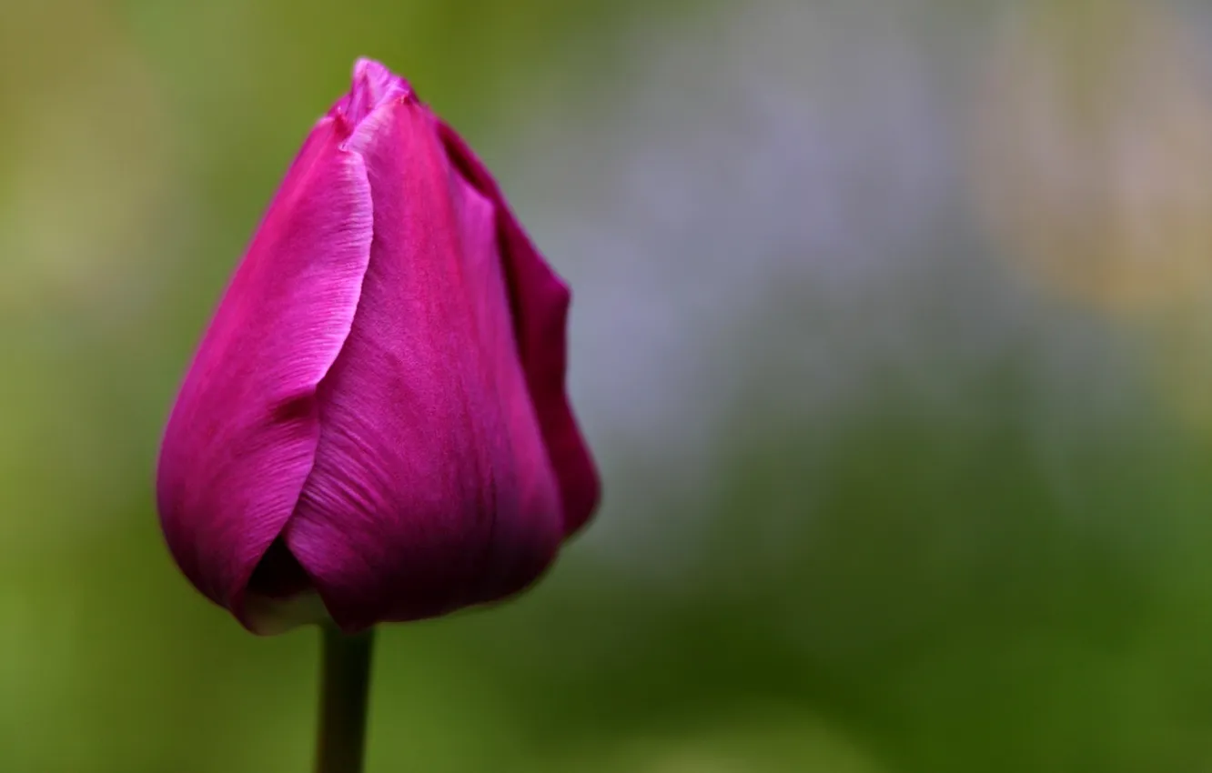 Photo wallpaper flower, Tulip, spring