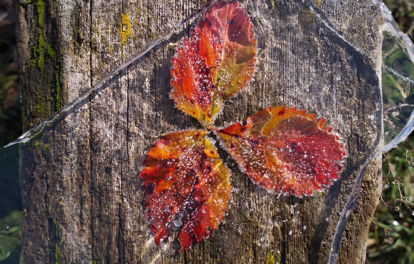 Photo wallpaper ice, autumn, leaves, macro, the first frost