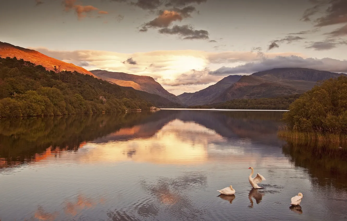 Photo wallpaper forest, the sky, clouds, sunset, mountains, lake, bird, swans