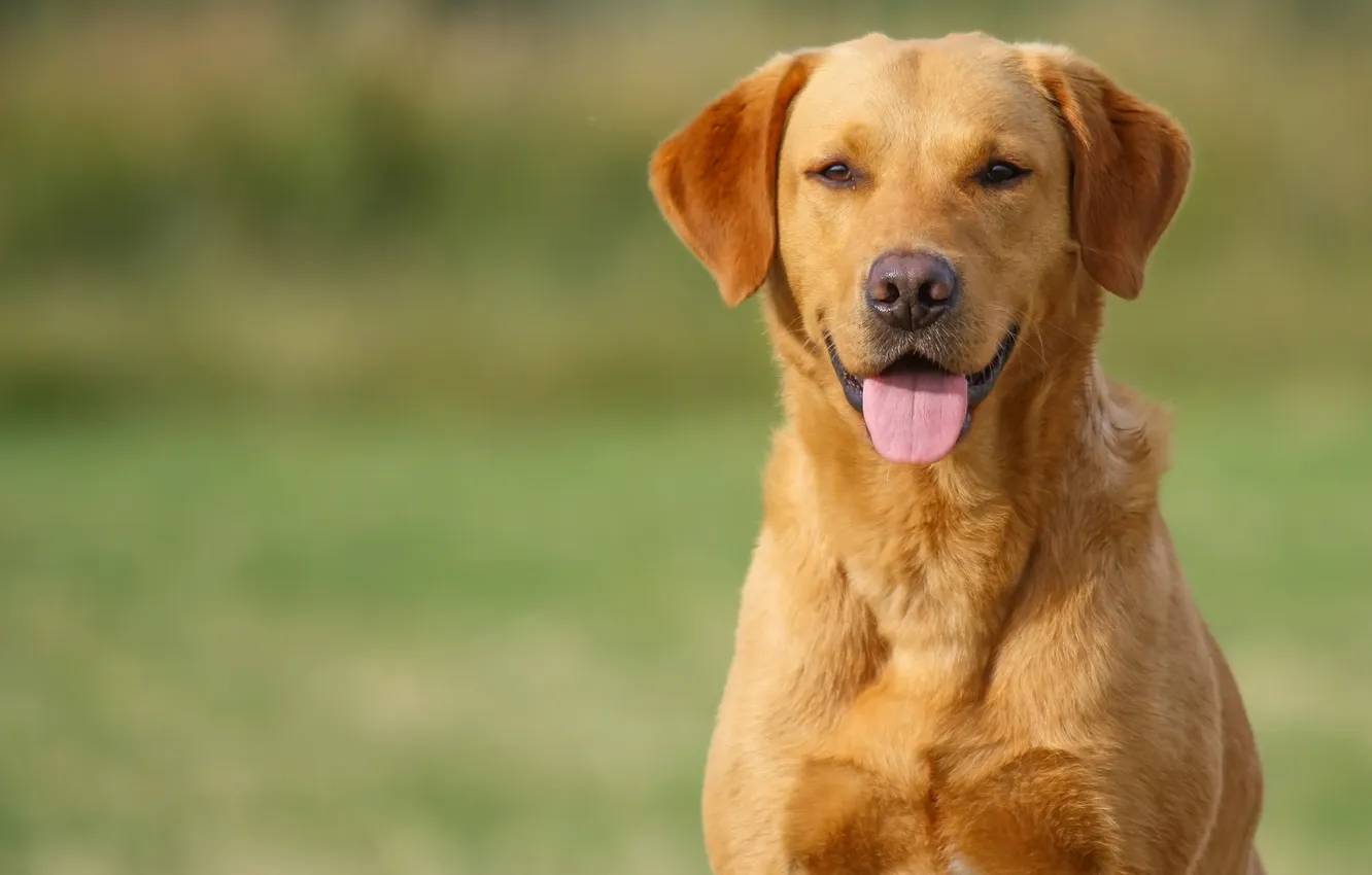 Photo wallpaper language, portrait, dog