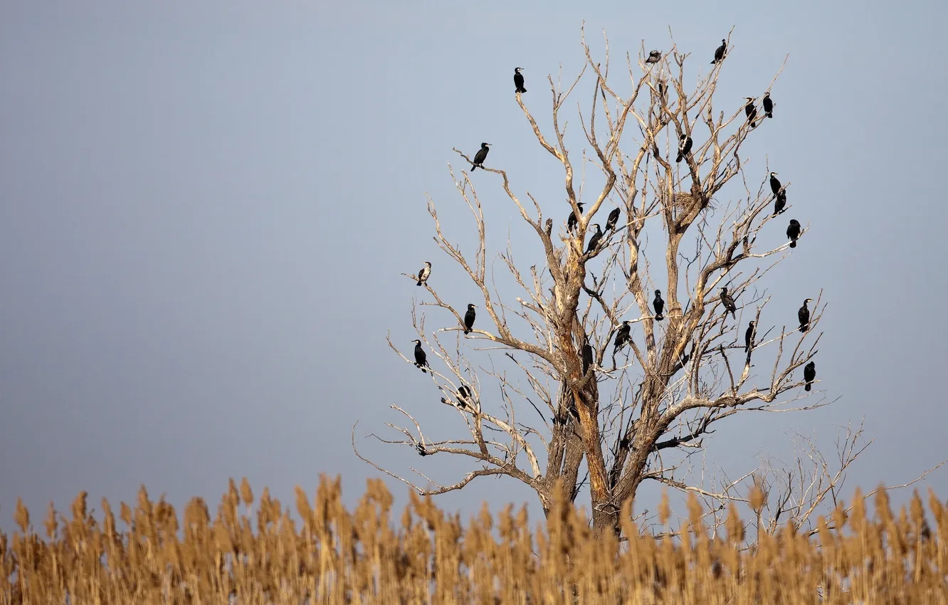 Photo wallpaper the sky, grass, trees, bird, Sergey Dolya