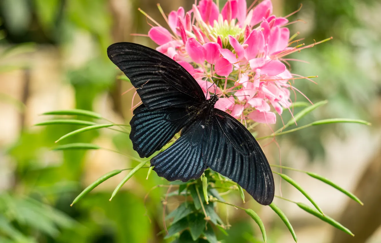 Photo wallpaper black, nature, blue, butterfly, insect, highland, cameron, cameron highland