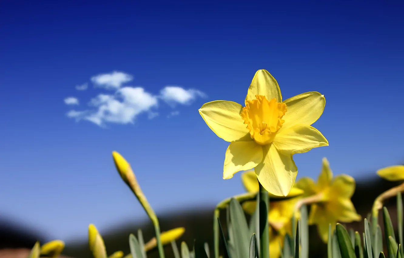 Photo wallpaper the sky, flowers, yellow