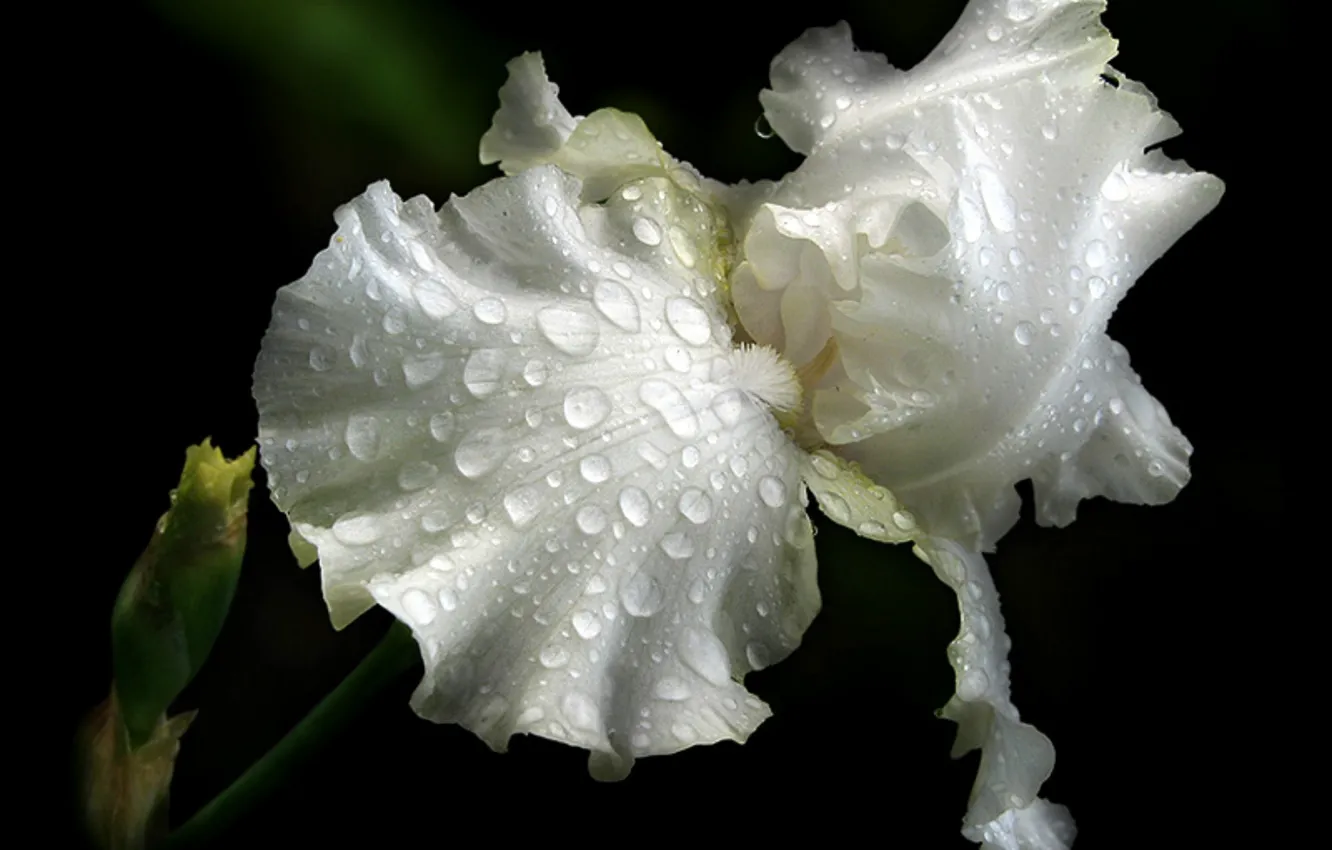 Photo wallpaper close-up, iris, drops, white petals