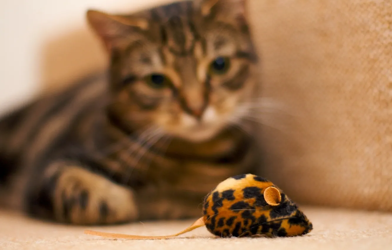 Photo wallpaper mouse, Cat, observations, toy