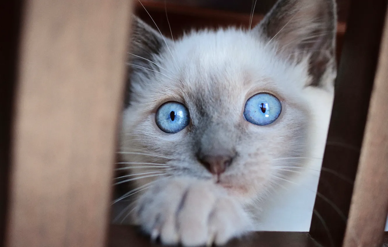 Photo wallpaper cat, eyes, look, kitty, furniture, portrait, kitty, face