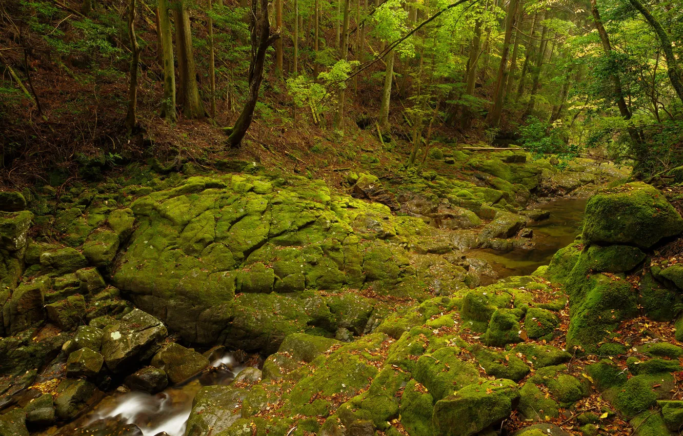 Photo wallpaper forest, trees, stream, stones