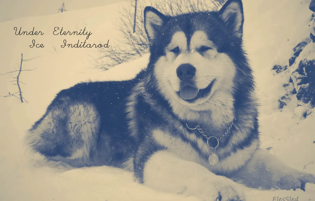 Photo wallpaper snow, dog, Malamute