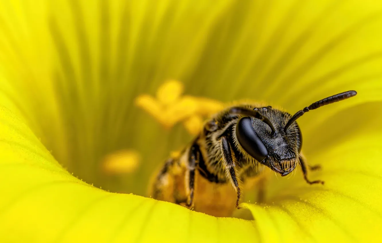 Photo wallpaper macro, flowers, yellow, bee
