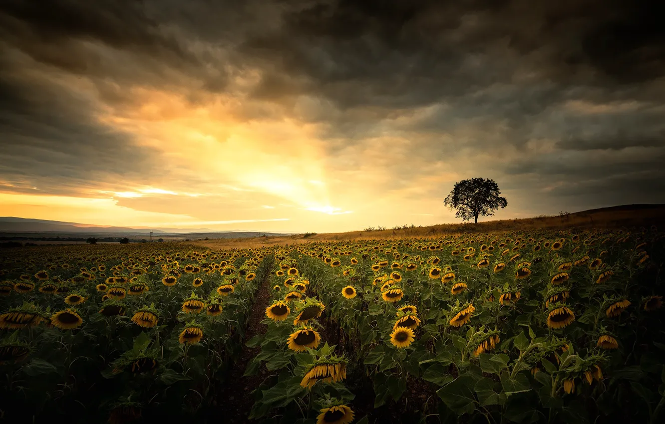 Photo wallpaper field, sunflowers, clouds