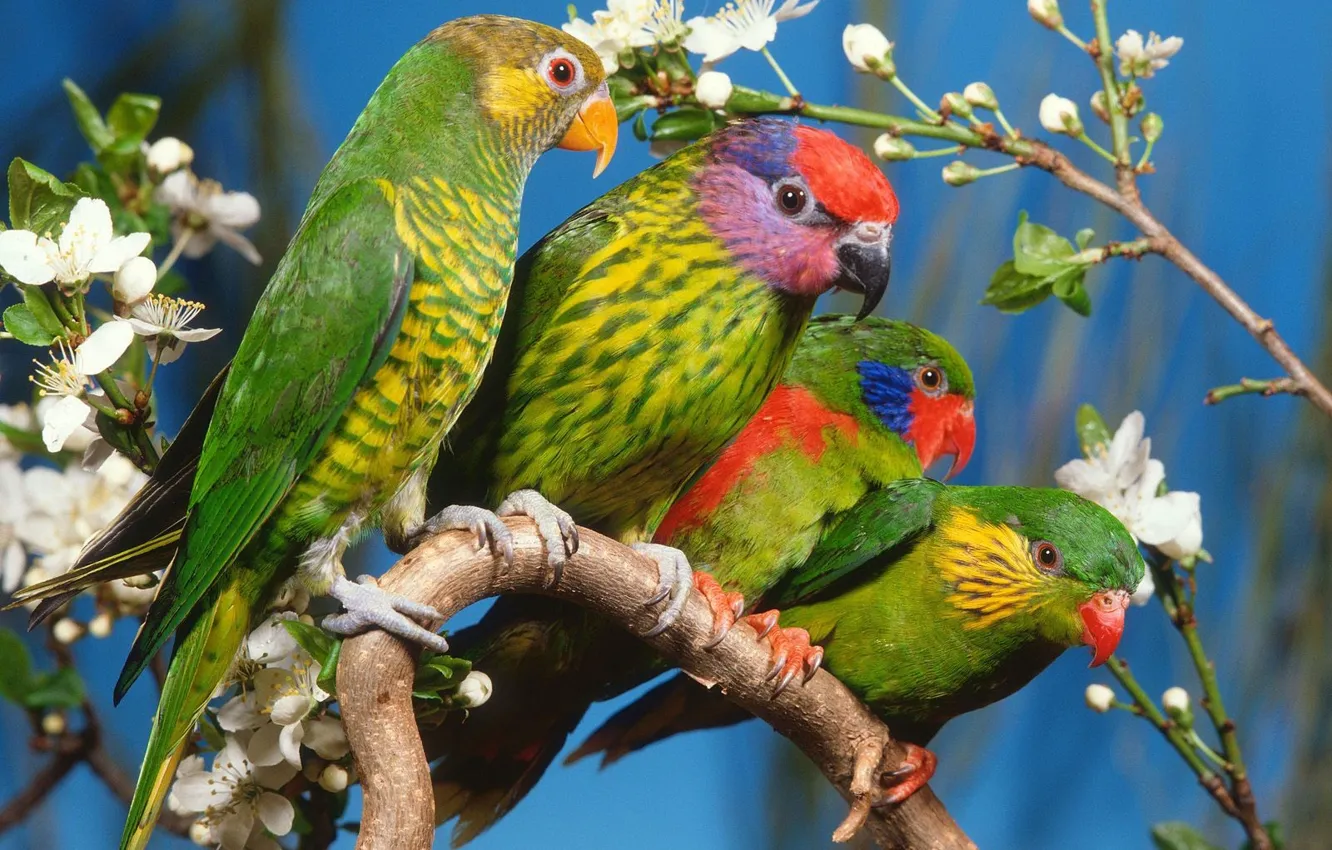Photo wallpaper trees, parrot