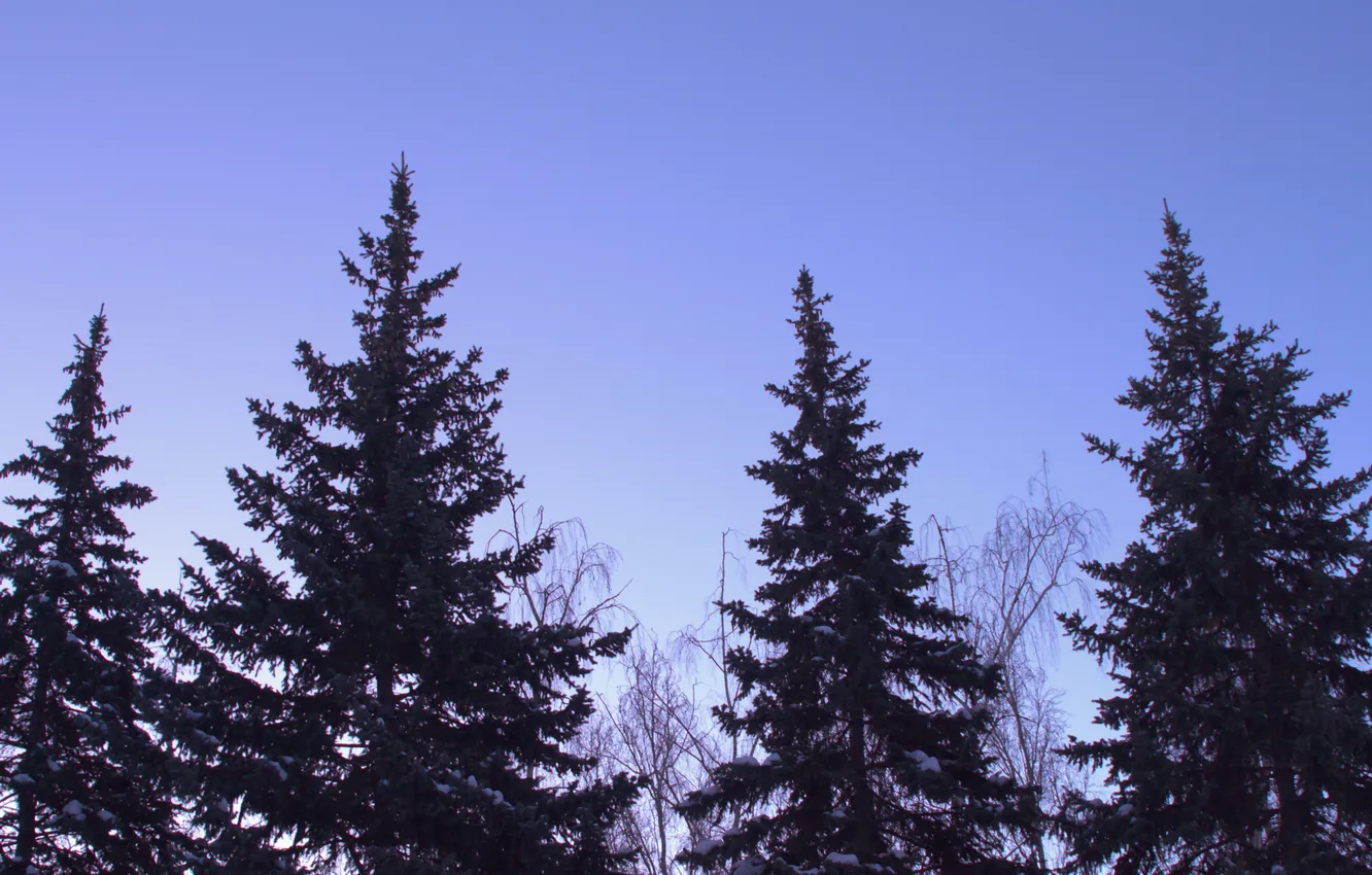 Photo wallpaper winter, the sky, snow, nature, morning, twilight, coniferous trees, Stan
