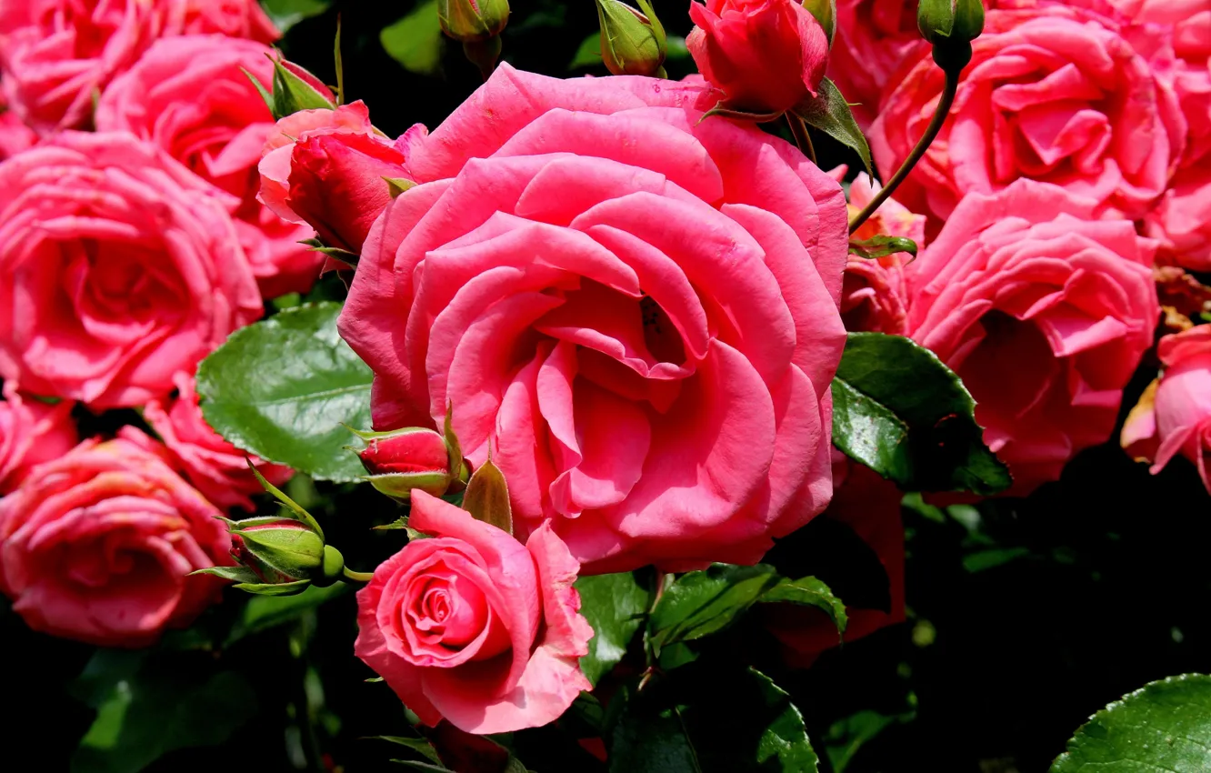Photo wallpaper pink, roses, buds