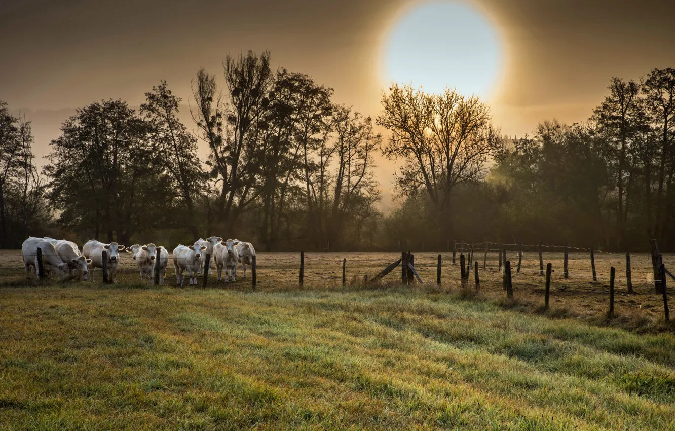 Photo wallpaper field, night, nature, cattle
