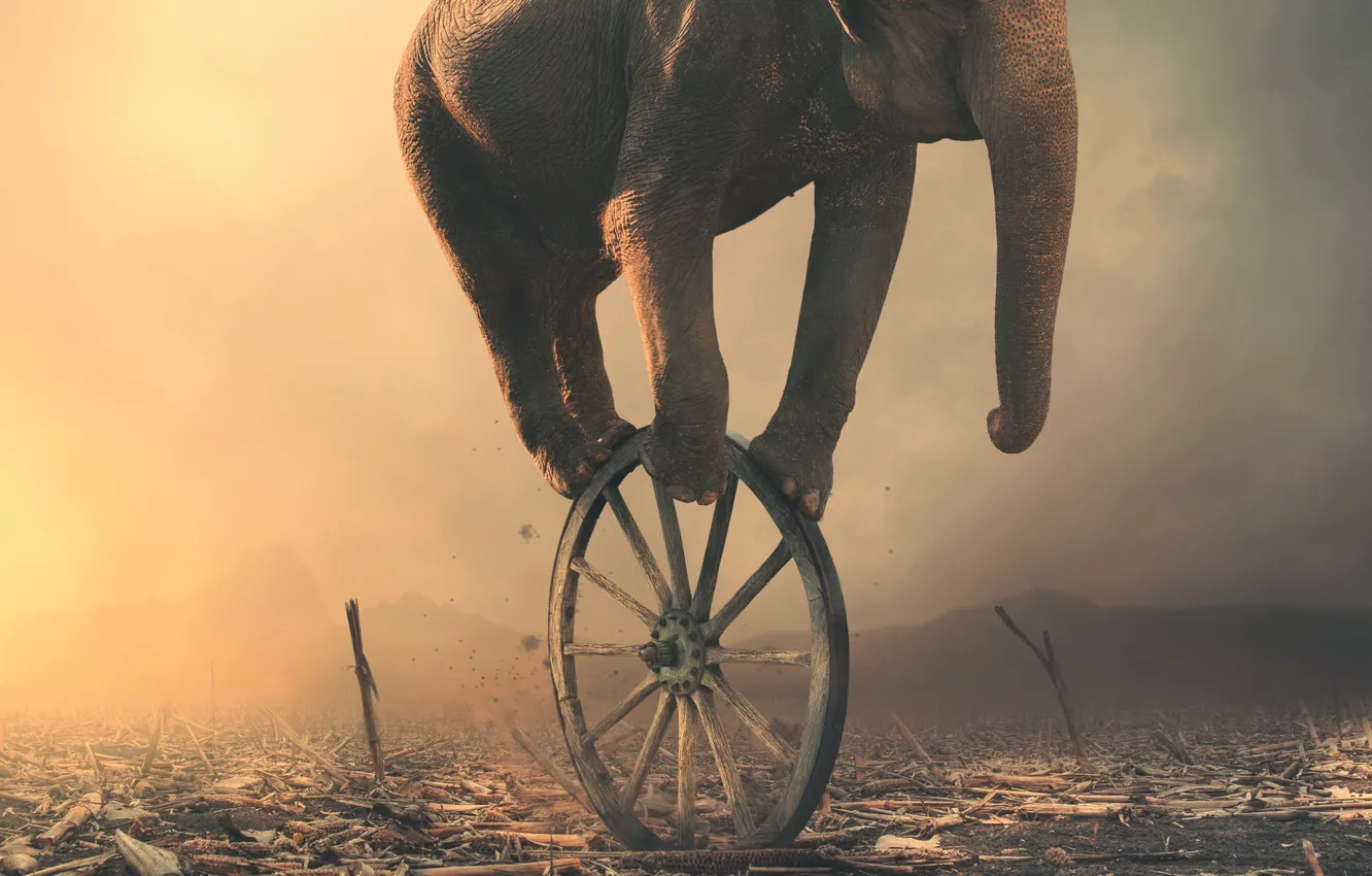 Photo wallpaper elephant, wheel, art