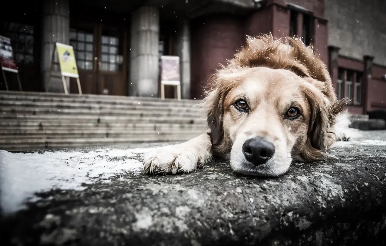 Photo wallpaper look, street, dog